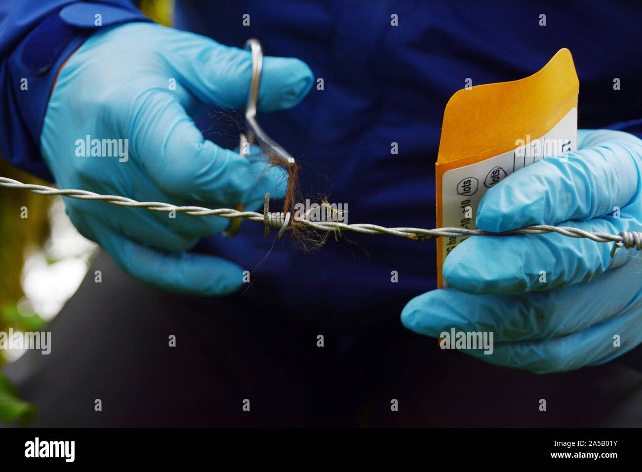 Un ricercatore di campo di raccolta di un campione di capelli per un DNA scientifica studio circa gli orsi grizzly nel grande orso nella foresta pluviale, nella British Columbia, Canada. Foto Stock