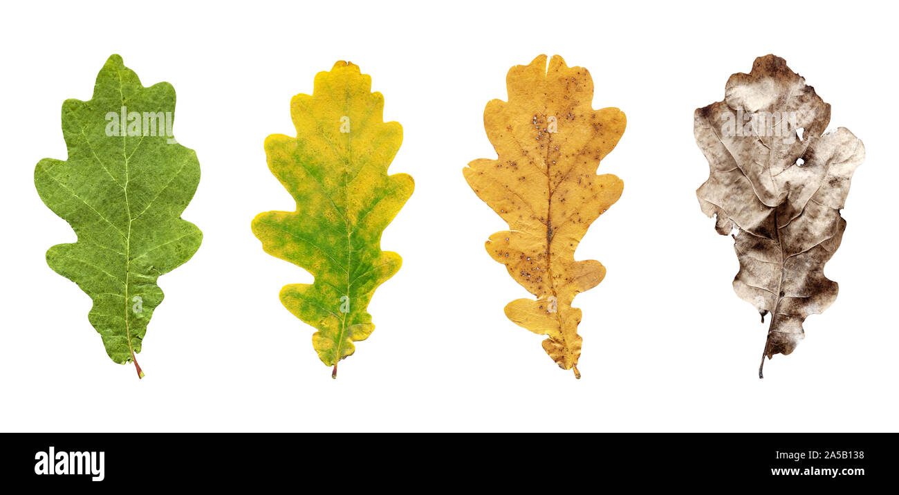 Raccolta di specifiche stagionali di foglie di quercia isolati su sfondo bianco, piatto lay concetto del ciclo di vita Foto Stock