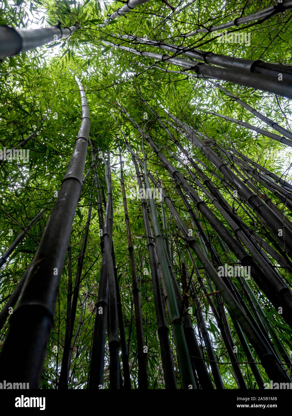 Black bamboo in Dr. Sun Yat-Sen classico giardino Cinese, Vancouver, British Columbia, Canada Foto Stock