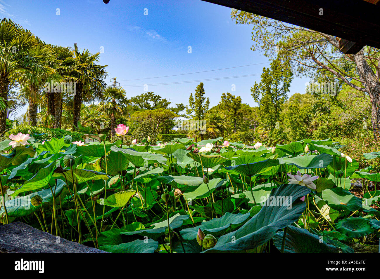 Seerosen / im Zoo Punta Verde a Lignano (Italien) / Tierpark a Lignano / Sehenswürdigkeit a Lignano (Italien) Foto Stock