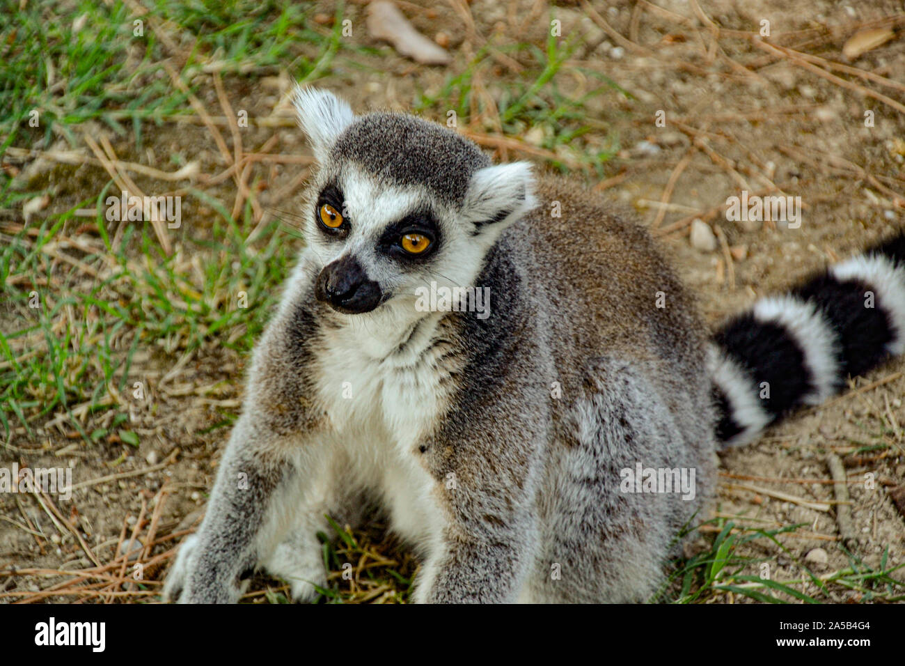 Lemuren / Lemur im Zoo Punta Verde a Lignano (Italien) / Tierpark a Lignano / Sehenswürdigkeit a Lignano (Italien) Foto Stock