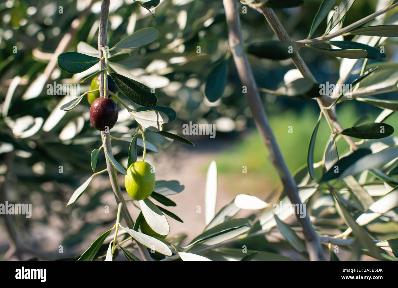 Le olive mature sul ramo. La luce del sole. Close up olive su albero. Foto Stock