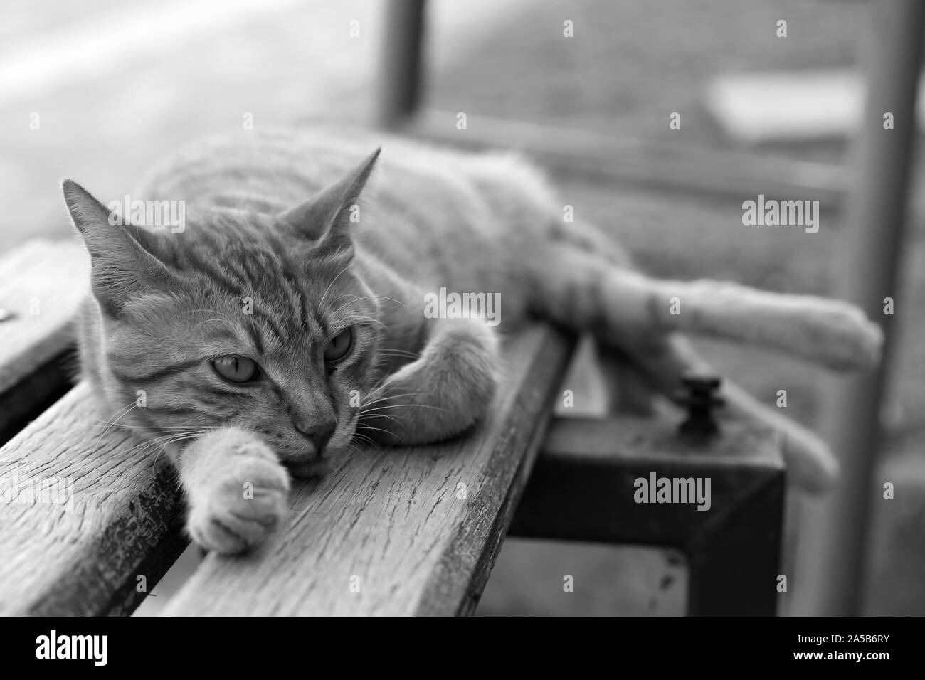 Carino il gatto selvatico fotografato nell'isola di Cipro. Birichino, pelliccia animale. Questo gatto è un arancione a strisce / marrone e si è addormentato su un banco di lavoro. Foto Stock