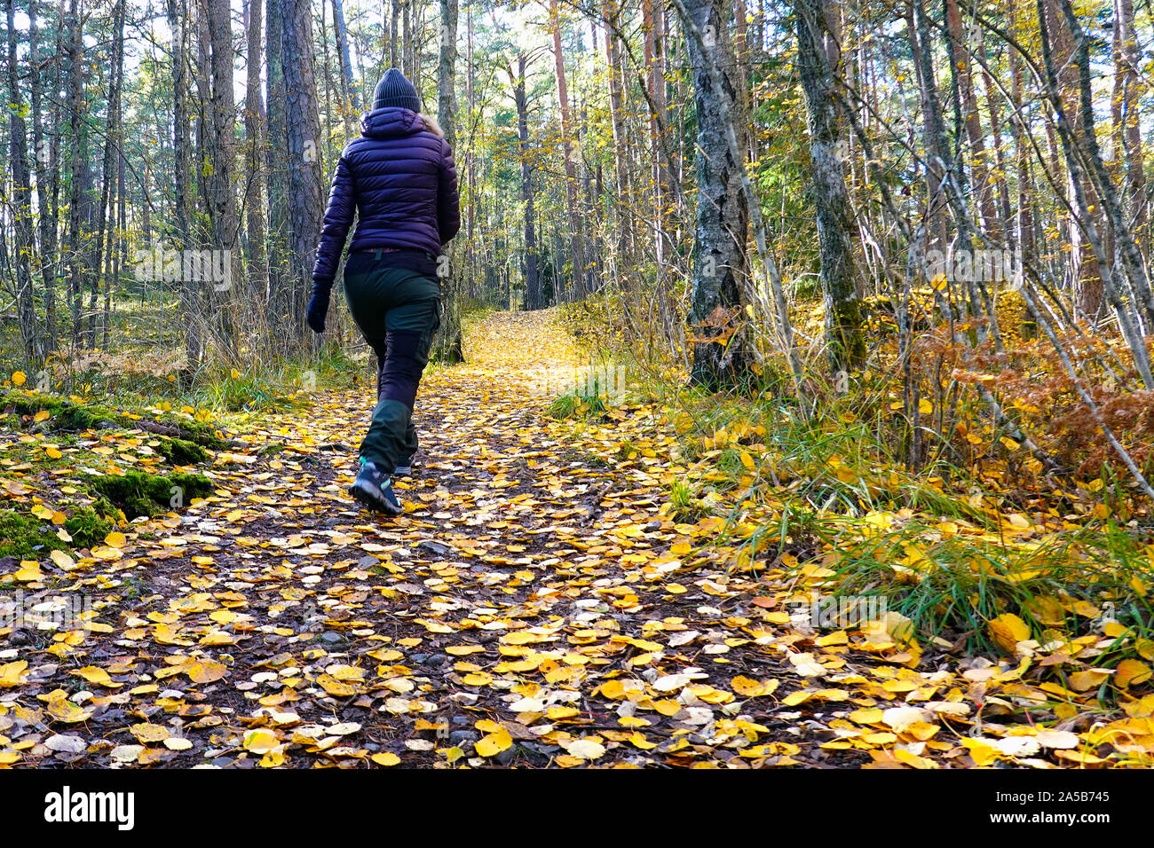 Donna che cammina nella foresta di autunno. Il percorso coperto con foglie di giallo. Foto Stock
