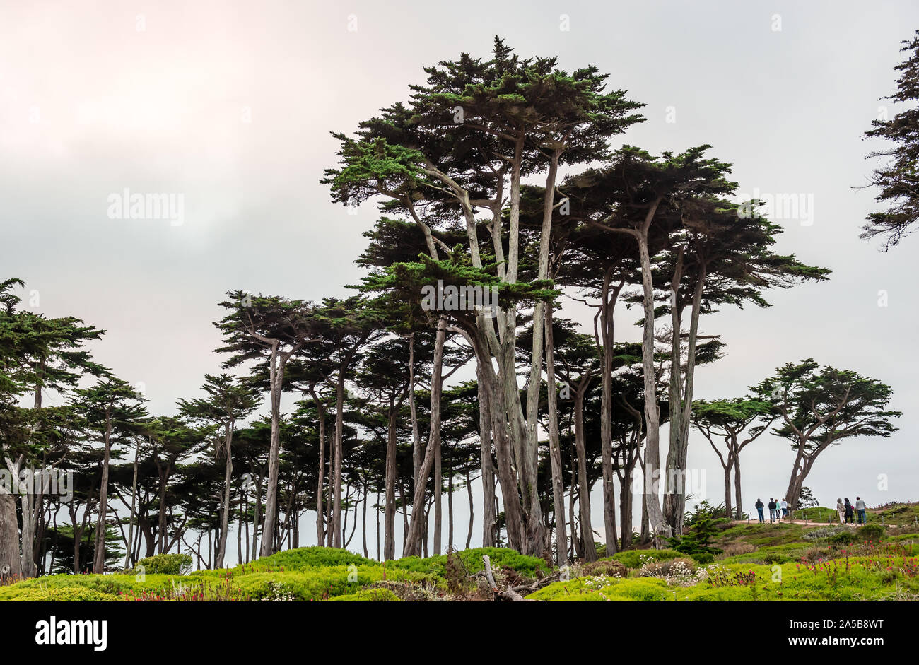 Persone non identificate camminano in un boschetto di alberi di cipressi. Land'S End, San Francisco, California, Luglio 2015. Foto Stock