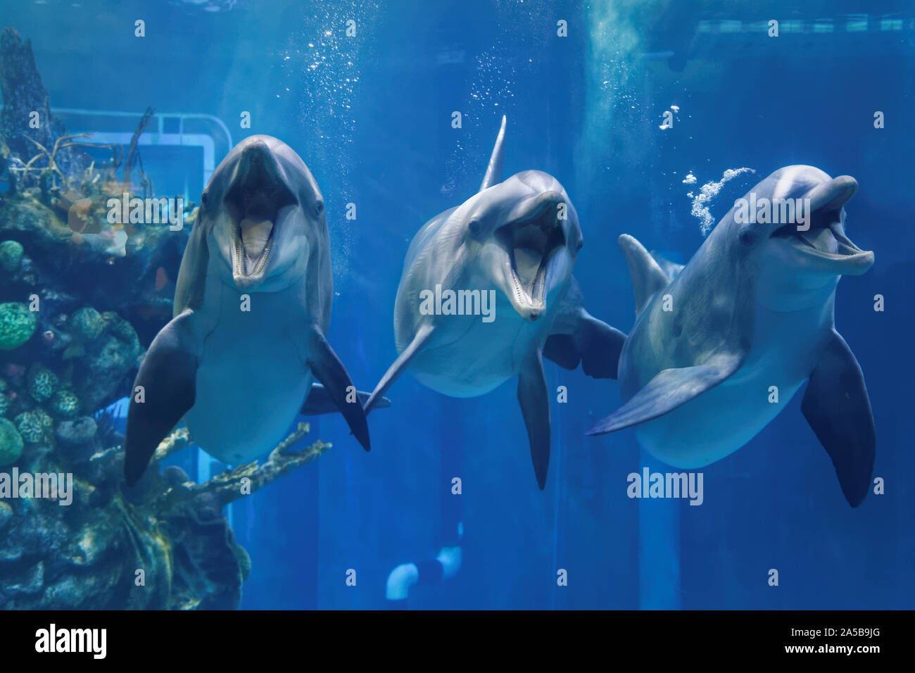 Tre i delfini nuotare in acquario guardando a lei con la bocca aperta vista ravvicinata Foto Stock