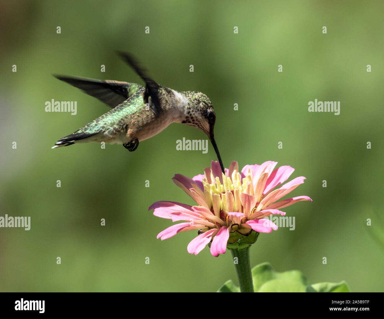 Primo piano di Ruby-throated Hummingbird alimentazione da rosa Zinnia fiore,Quebec,Canada Foto Stock