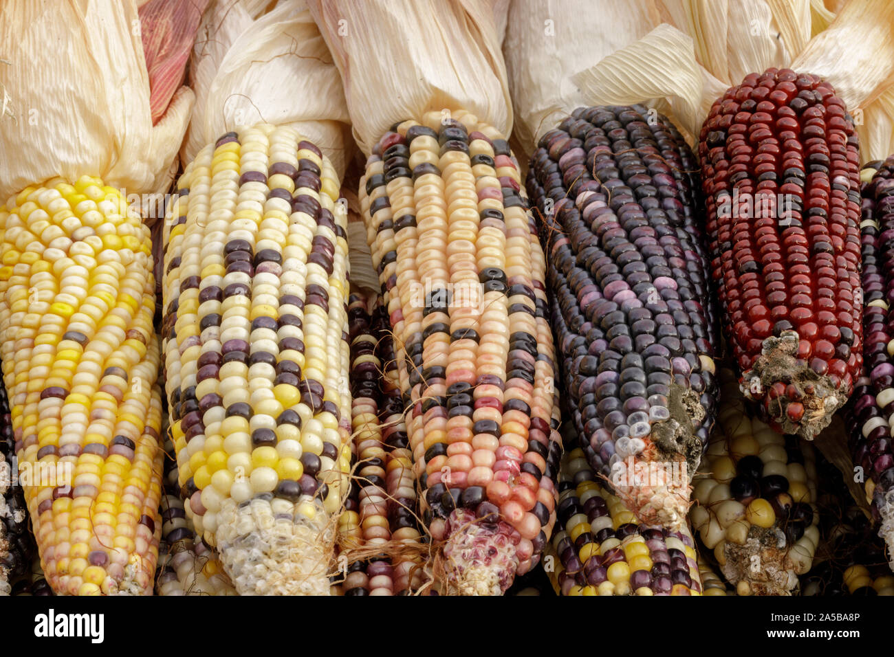 Colorato mais Indiano su uno stand nel mercato degli agricoltori nel mese di ottobre Foto Stock