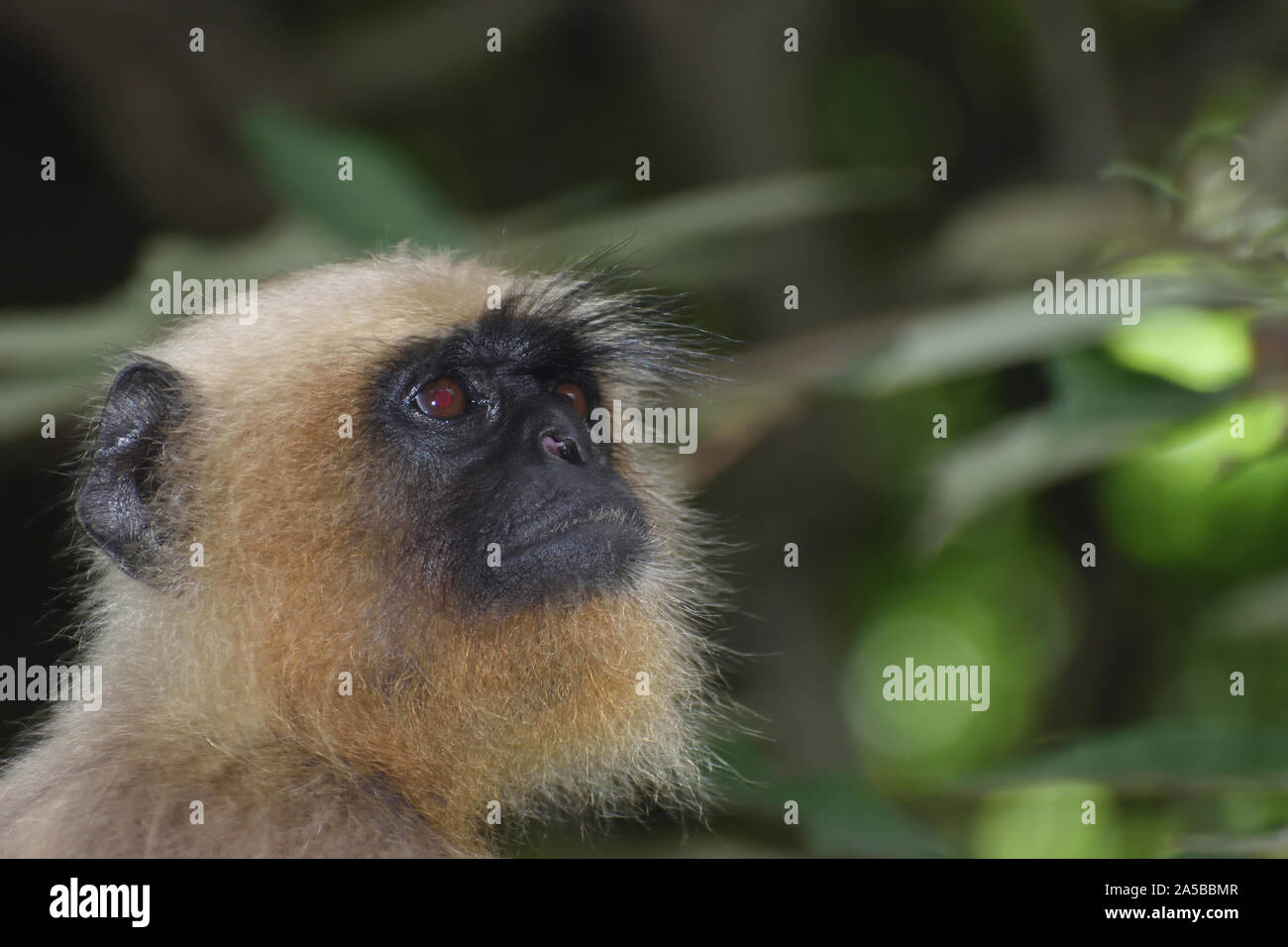 Monkey cerca su fuori porta Foto Stock