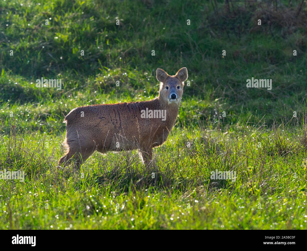 Acqua cinese Deer Hydropotes inermis pascolare nel prato Foto Stock