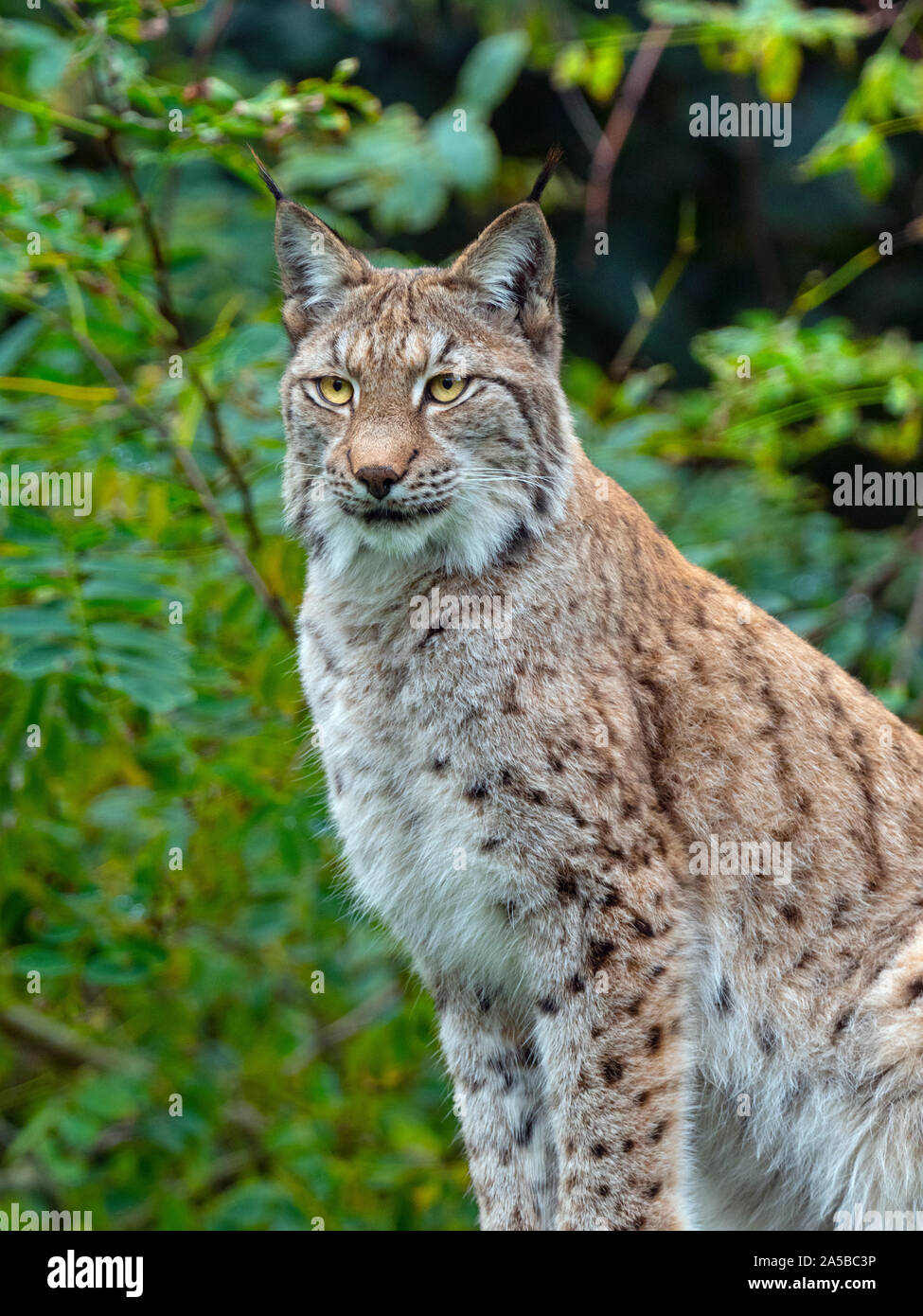 Eurasian (Lynx Lynx lynx) e ginestre fiorite Captive fotografia Foto Stock