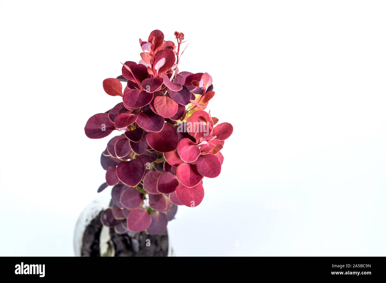 Berberis THUNBERGII razzo arancione su sfondo bianco Foto Stock