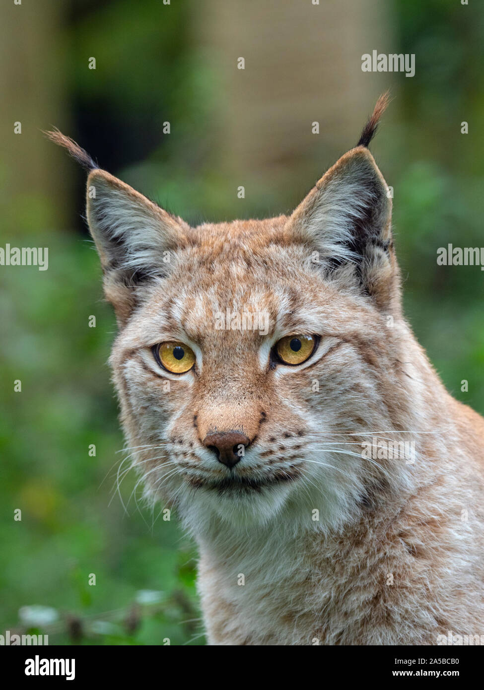 Eurasian (Lynx Lynx lynx) e ginestre fiorite Captive fotografia Foto Stock
