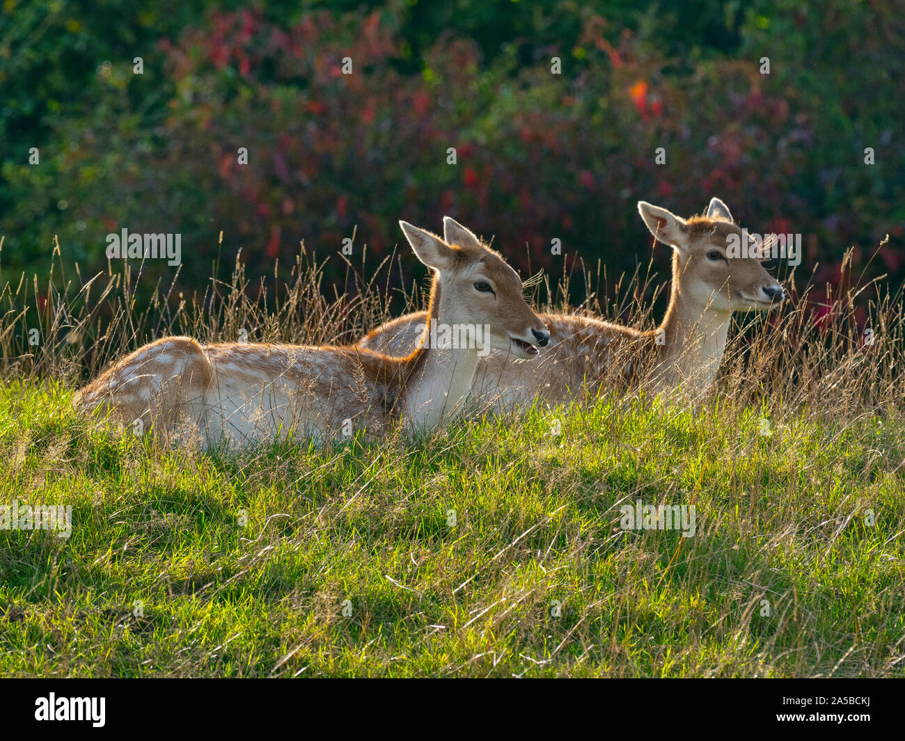 Daini Cervus dama non retroilluminato Bedfordshire Foto Stock