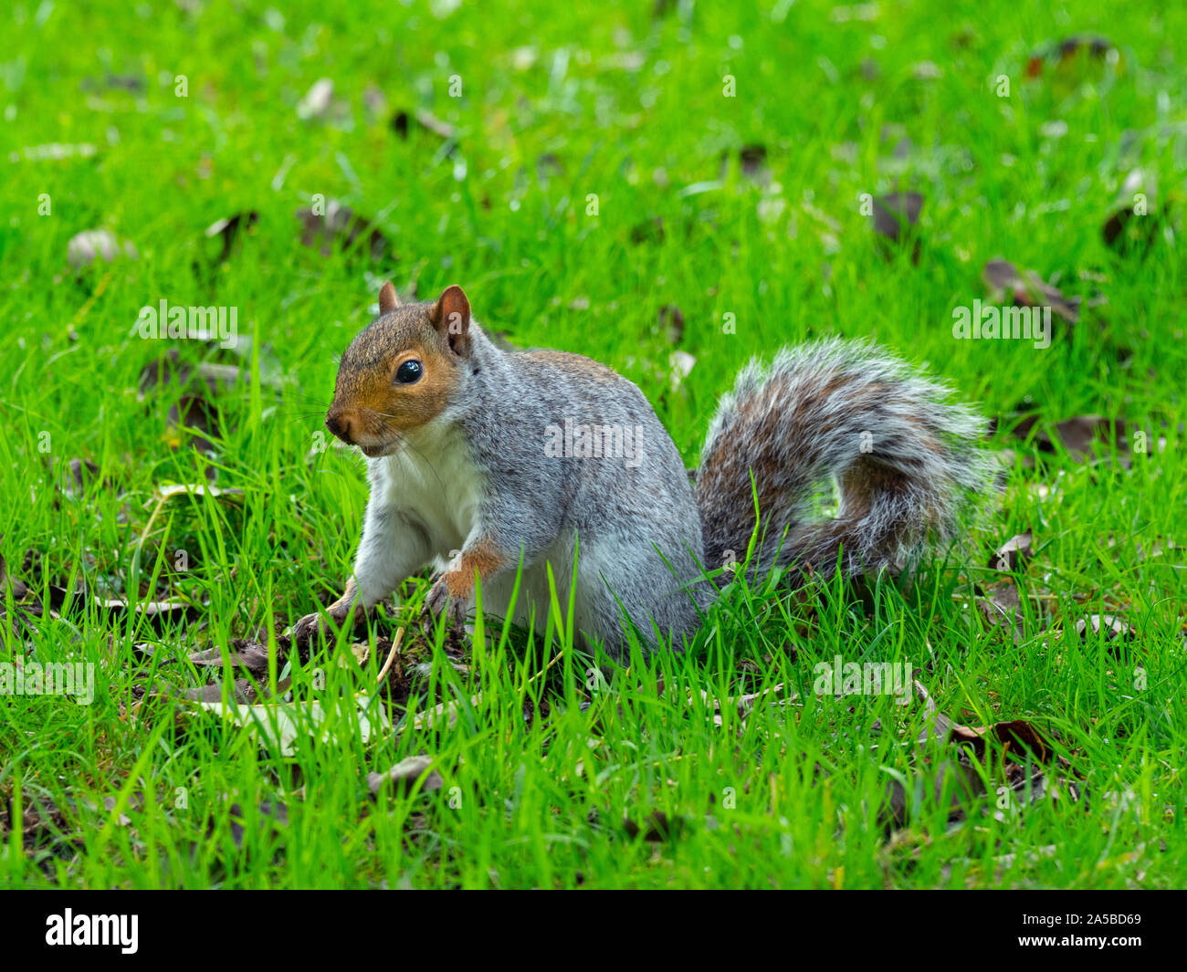 Scoiattolo grigio Sciurus carolinensis mangiare i dadi Foto Stock