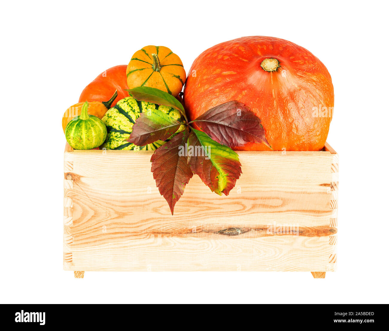 La Zucca in legno da scatola vassoio isolato su bianco. Immagine inclusa tracciato di ritaglio Foto Stock