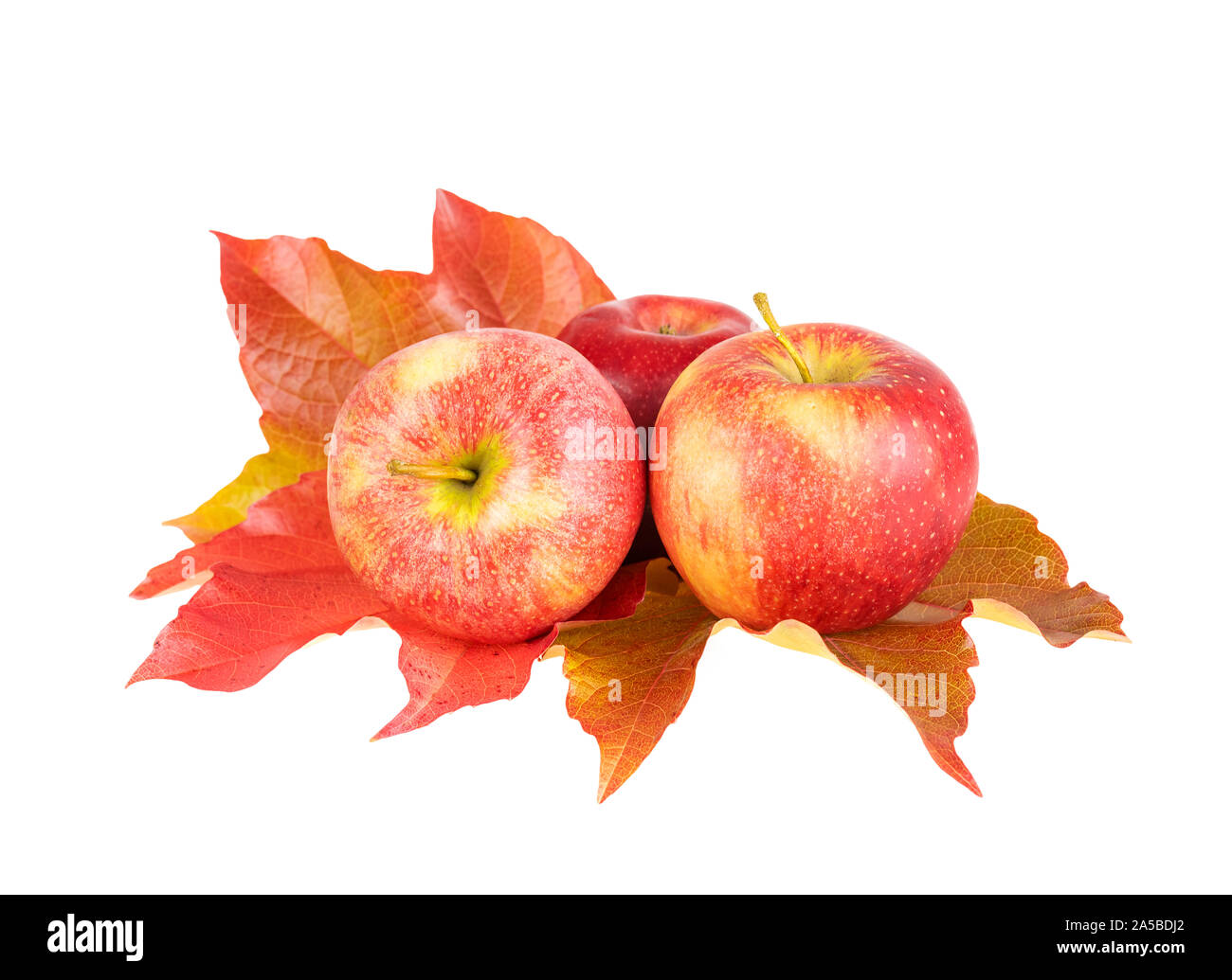 Luminose autunno frutti di apple. Le mele rosse con foglia caduta isolato su bianco. Foto Stock