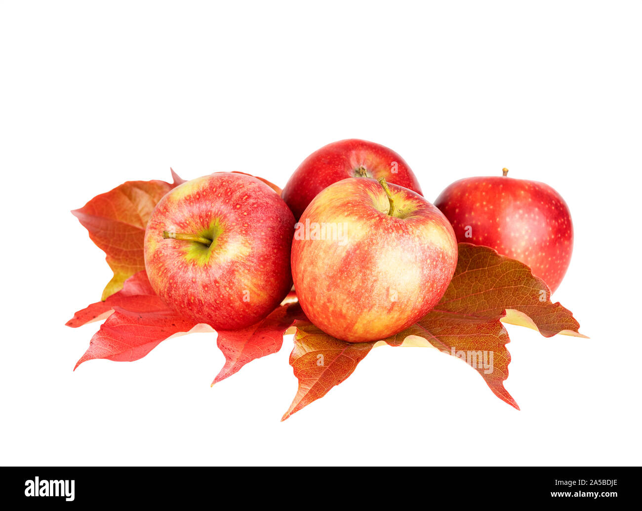 Rosso frutti di Apple su foglie di autunno isolato su bianco Foto Stock