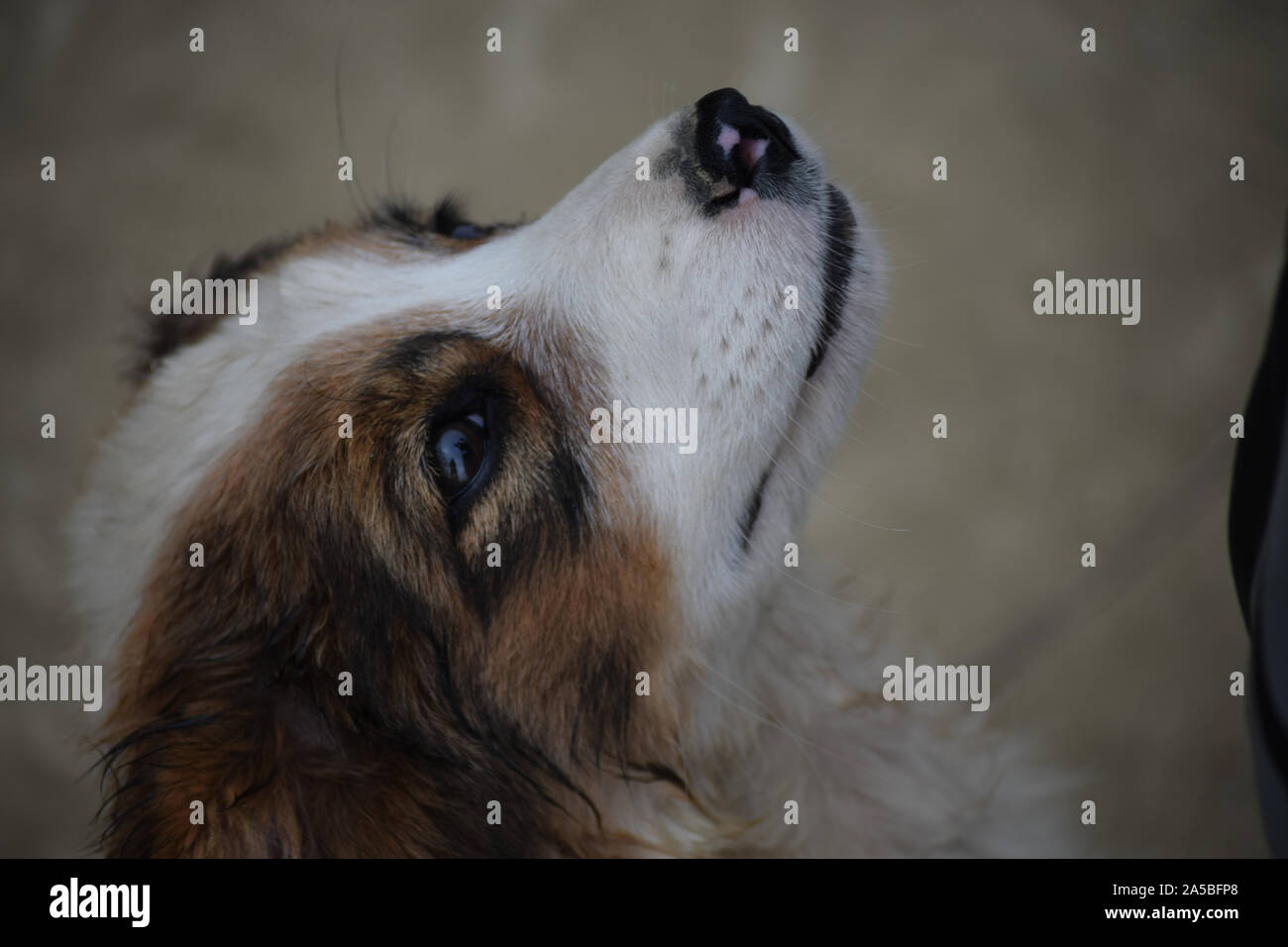 Piccolo cucciolo Foto Stock