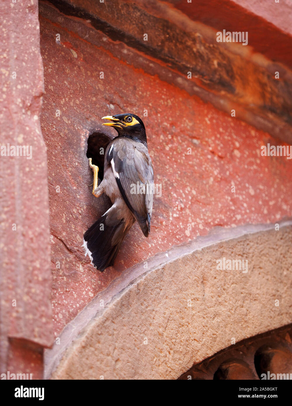 Myna indiano di nidificazione di uccelli nelle mura del Forte Rosso di Agra, India. myna comune o myna indiano (Acridotheres tristis) Foto Stock