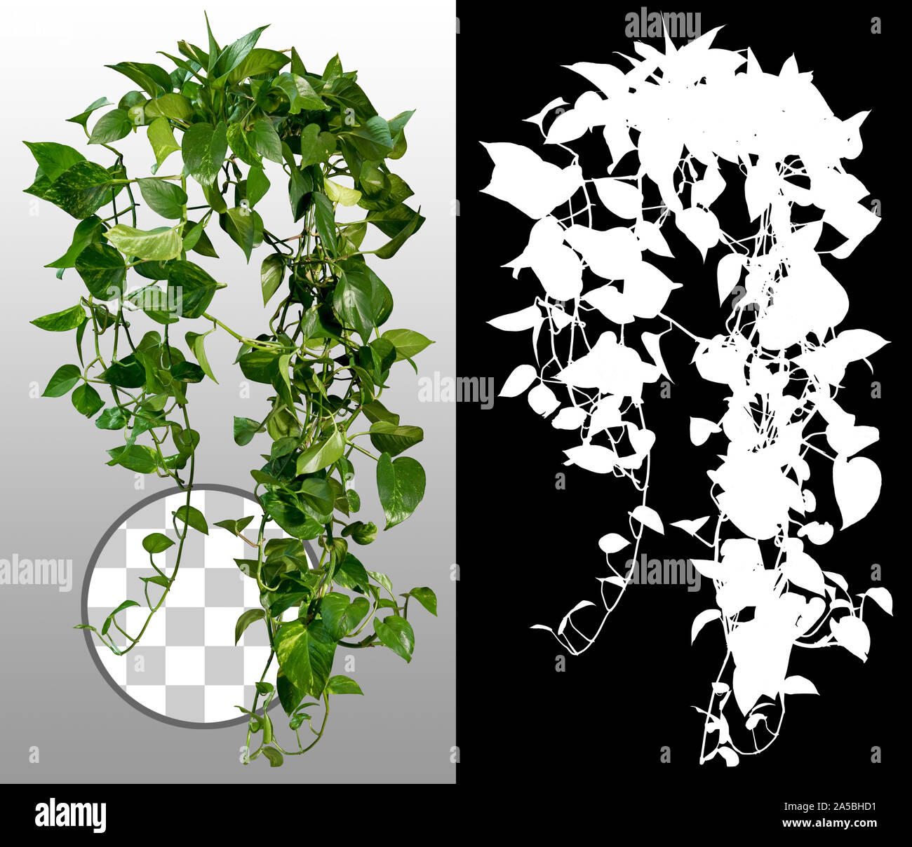 Ivy con lussureggiante verde fogliame. Impianto di arrampicata in estate isolato su sfondo trasparente attraverso un canale alfa. Vegetazione tropicale. Foglie di viti selvatiche. Foto Stock