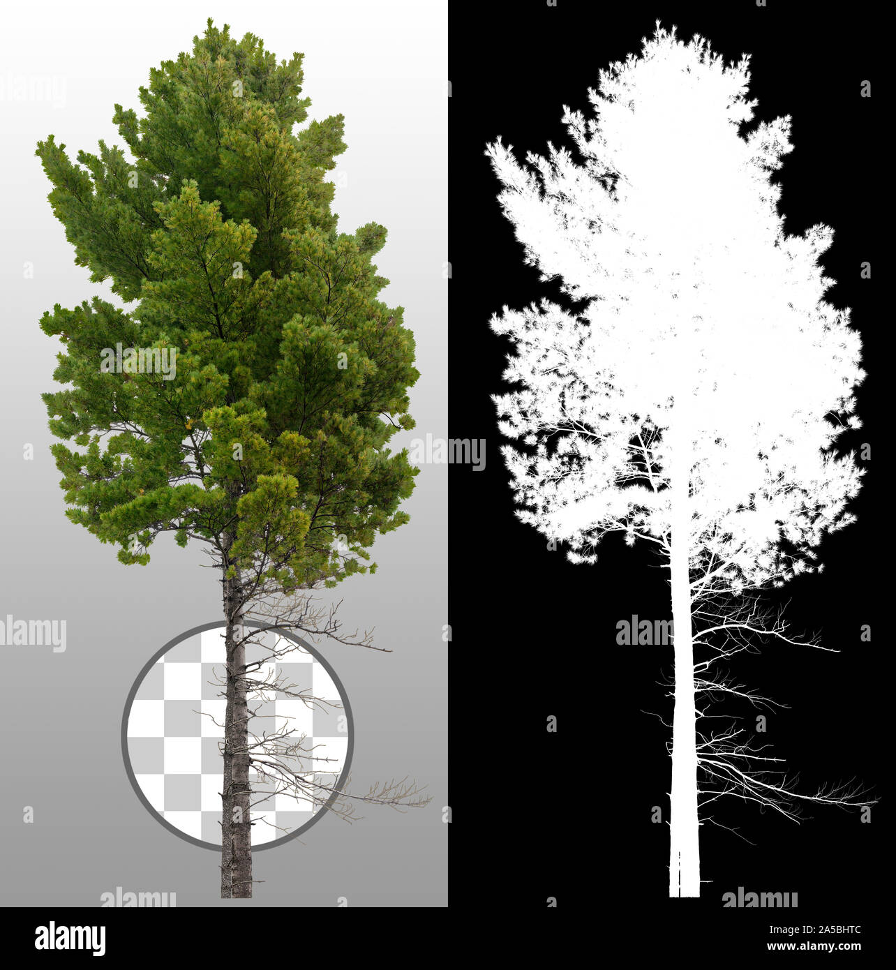 Tagliare la pineta. Albero Evergreen isolato su sfondo trasparente attraverso un canale alfa. Ritaglio di conifere. Maschera di ritaglio di alta qualità. Foto Stock