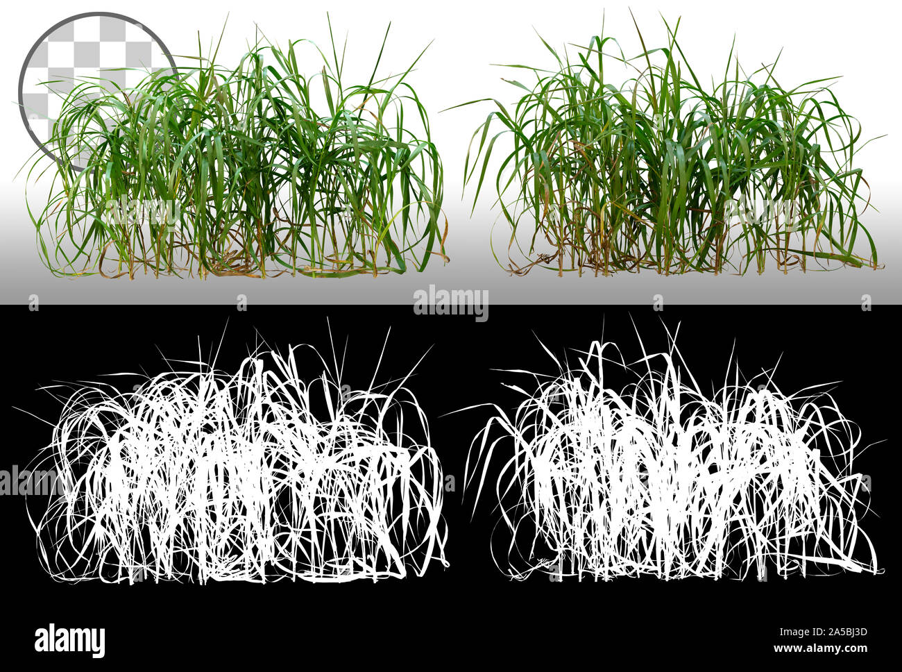 Mazzo di erba selvatica. Lame di erba. Ciuffi verdi isolati su sfondo trasparente attraverso un canale alfa. Maschera di ritaglio di alta qualità Foto Stock