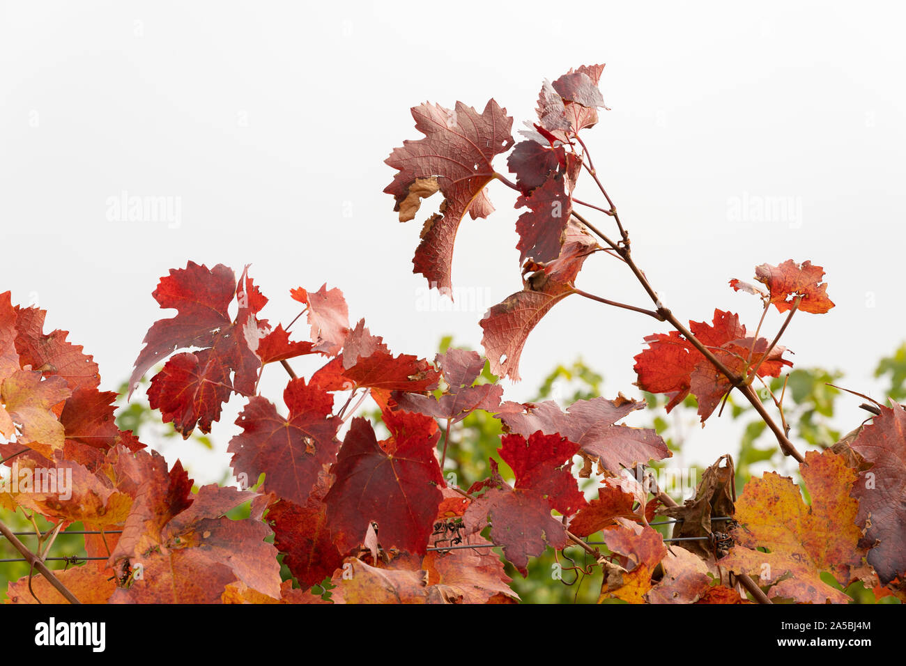 Un primo piano di rosso vivo le foglie in autunno del Parlamento grapevine (Vitis vinifera) in Austria Inferiore Foto Stock