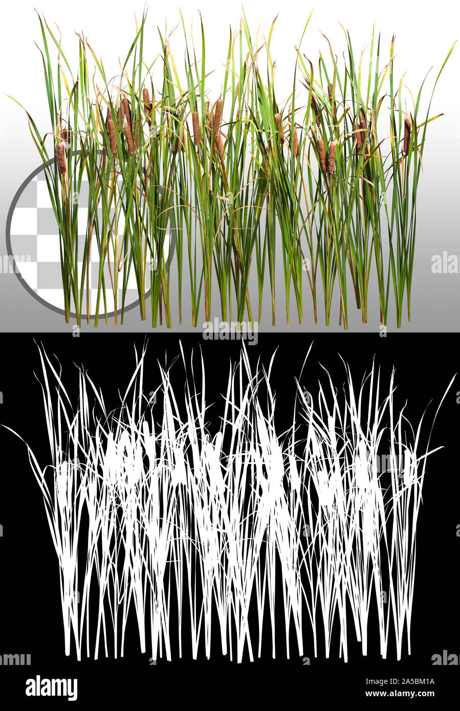 Tagliare l'impianto. Erba di canna. Cattail e reed Plant isolati su sfondo trasparente attraverso un canale alfa. Disstaff e rush. Foto Stock