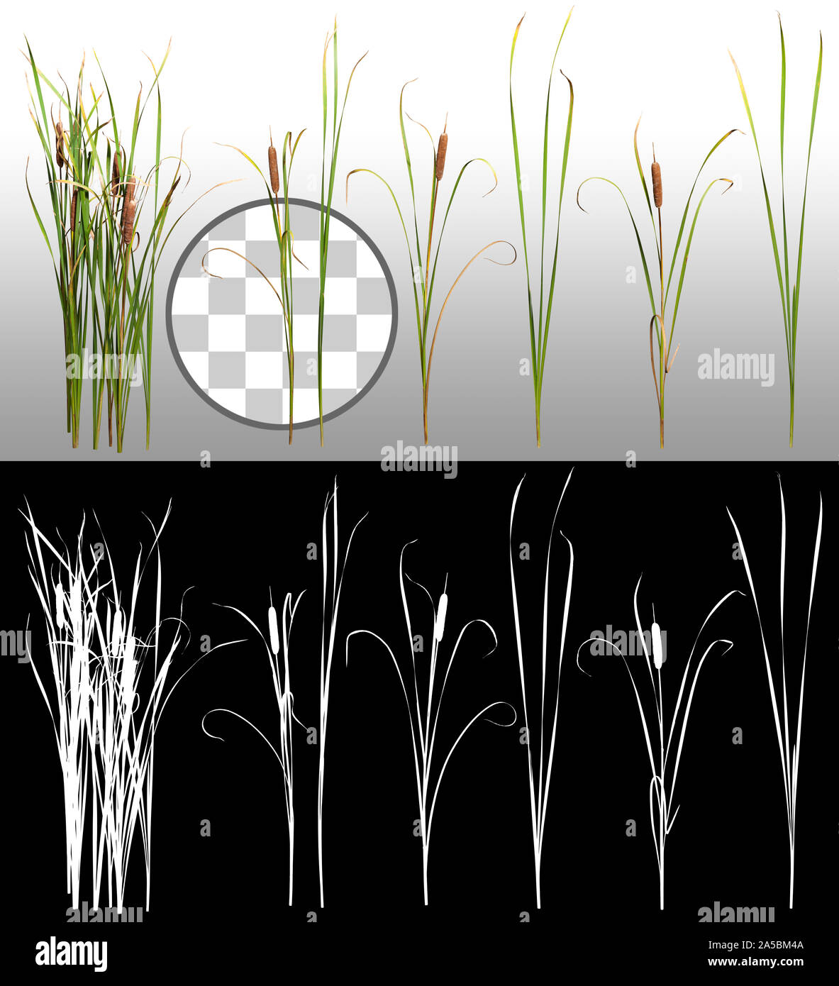 Tagliare l'impianto. Erba di canna. Cattail e reed Plant isolati su sfondo trasparente attraverso un canale alfa. Disstaff e rush. Foto Stock
