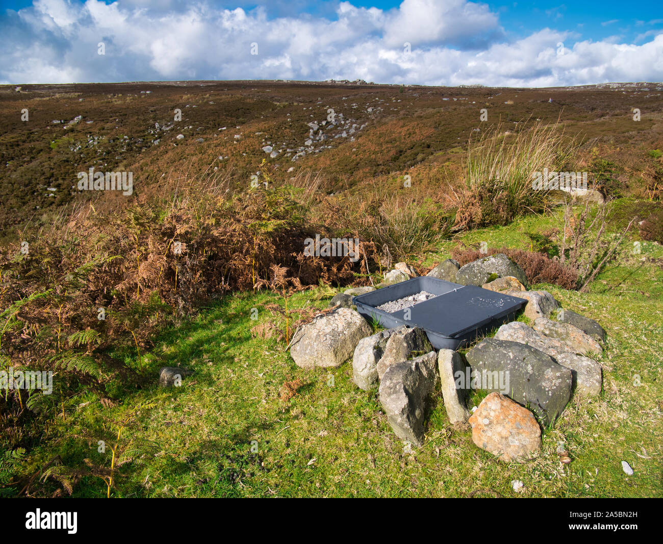 Una graniglia medicati dispenser per Red Grouse sulla brughiera in Yorkshire Dales, nello Yorkshire, Inghilterra, Regno Unito Foto Stock