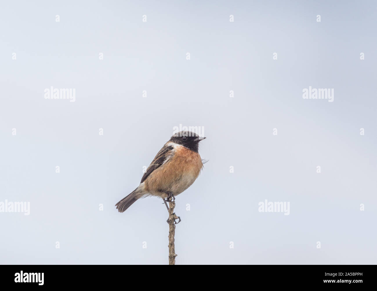 Stonechat Saxicola rubicola su una filiale, Scozia, Regno Unito Foto Stock