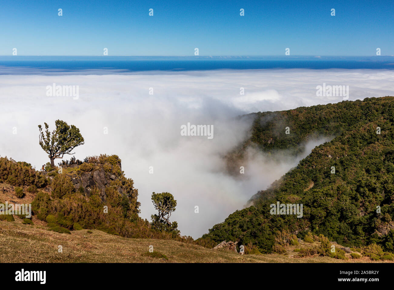 Antica foresta laurel con avvicinamento nuvole, Fanal, di Madera. Patrimonio mondiale dell UNESCO Foto Stock