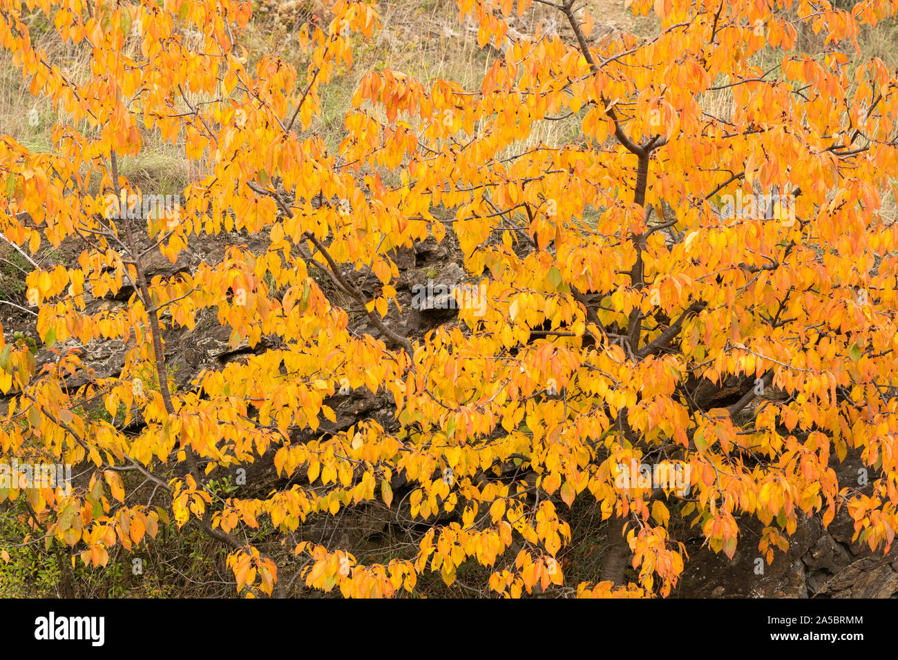 Il Fiery orange e foglie rosse di un selvaggio ciliegio (Prunus avium) in Autunno in Austria Inferiore Foto Stock