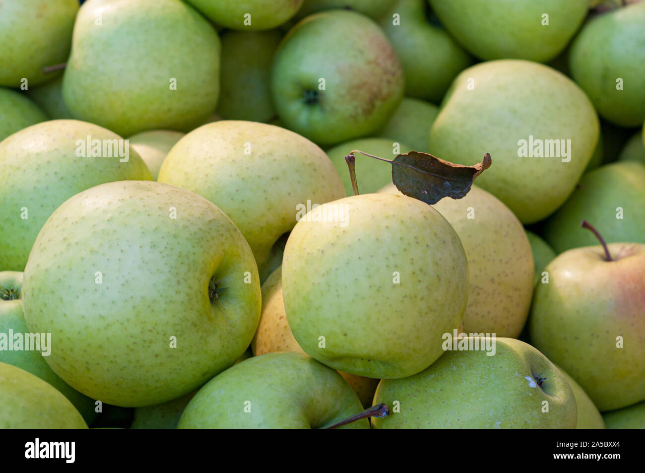 Una mela verde con una foglia sul suo stelo spicca su un mucchio di altre mele. Foto Stock