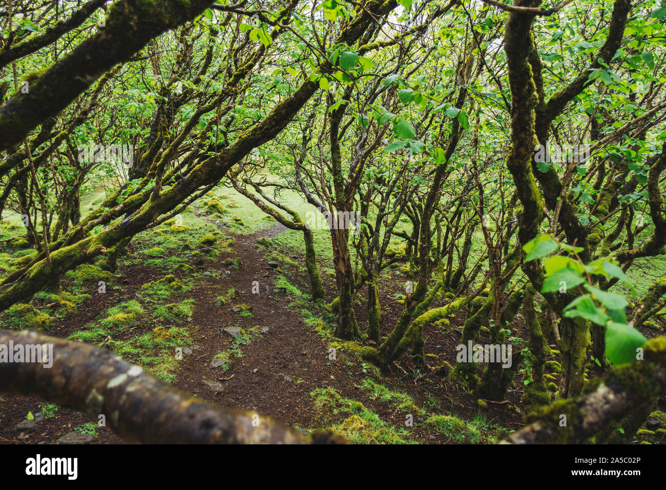 Moss-coperto i rami degli alberi formano una piccola foresta protetta nella pittoresca Fairy Glen, Isola di Skye in Scozia Foto Stock