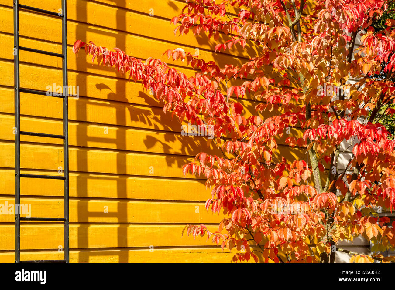 Sargent di ciliegio (Prunus sargentii) albero in rosso brillante Autunno colori giallo contro il muro di casa Foto Stock