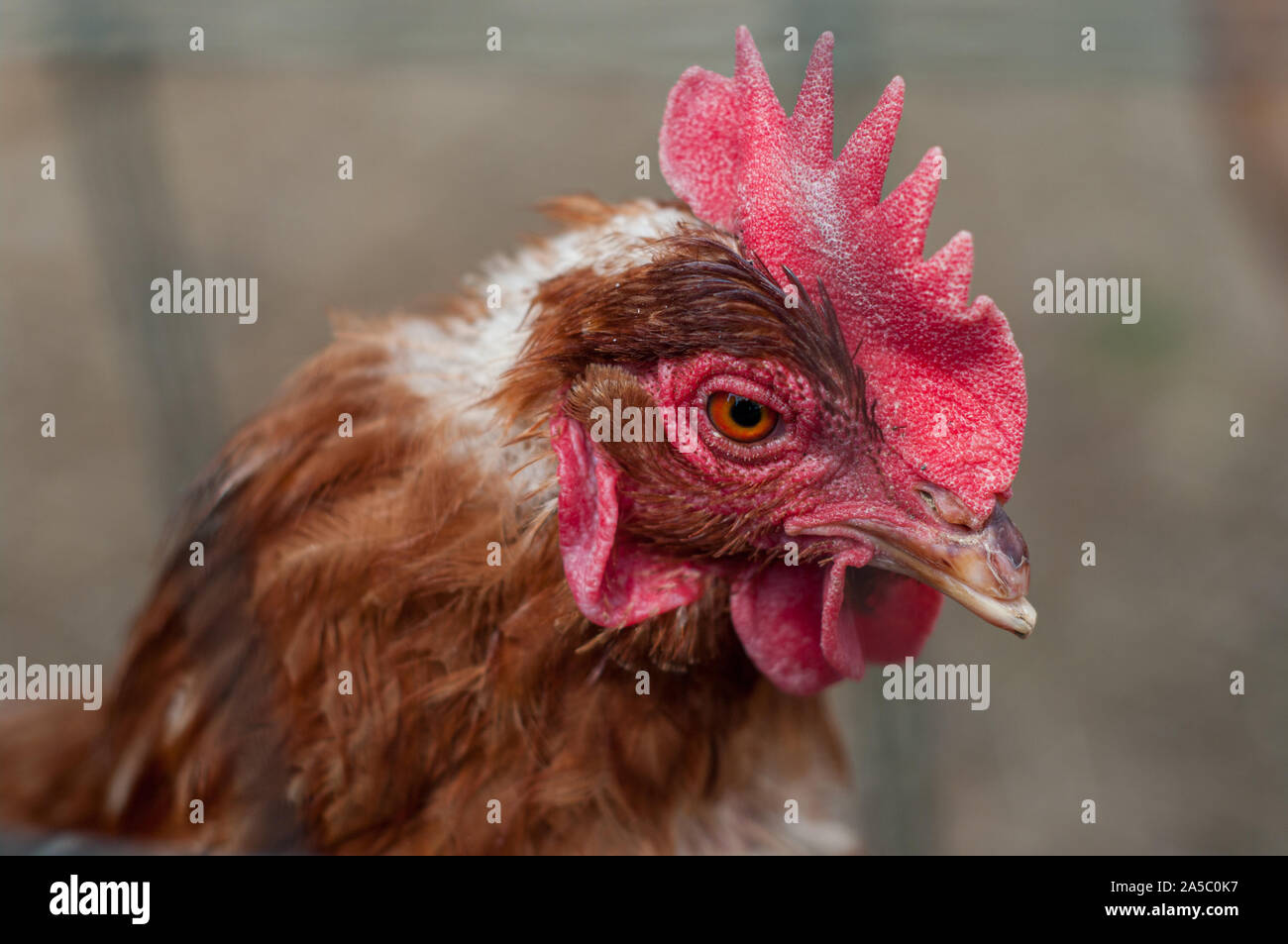 Close up colpo alla testa di un pollo. Foto Stock