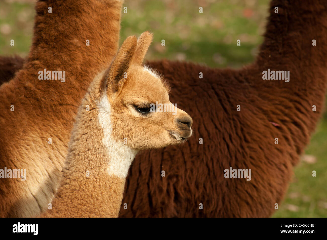 Colpo di testa di un giovane alpaca nel profilo. Foto Stock