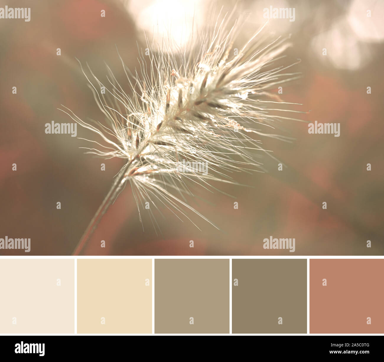 Corrispondenza dei colori naturali analoghi autunno tavolozza dei colori da un close-up immagine della coda di coniglio testa di erba Foto Stock