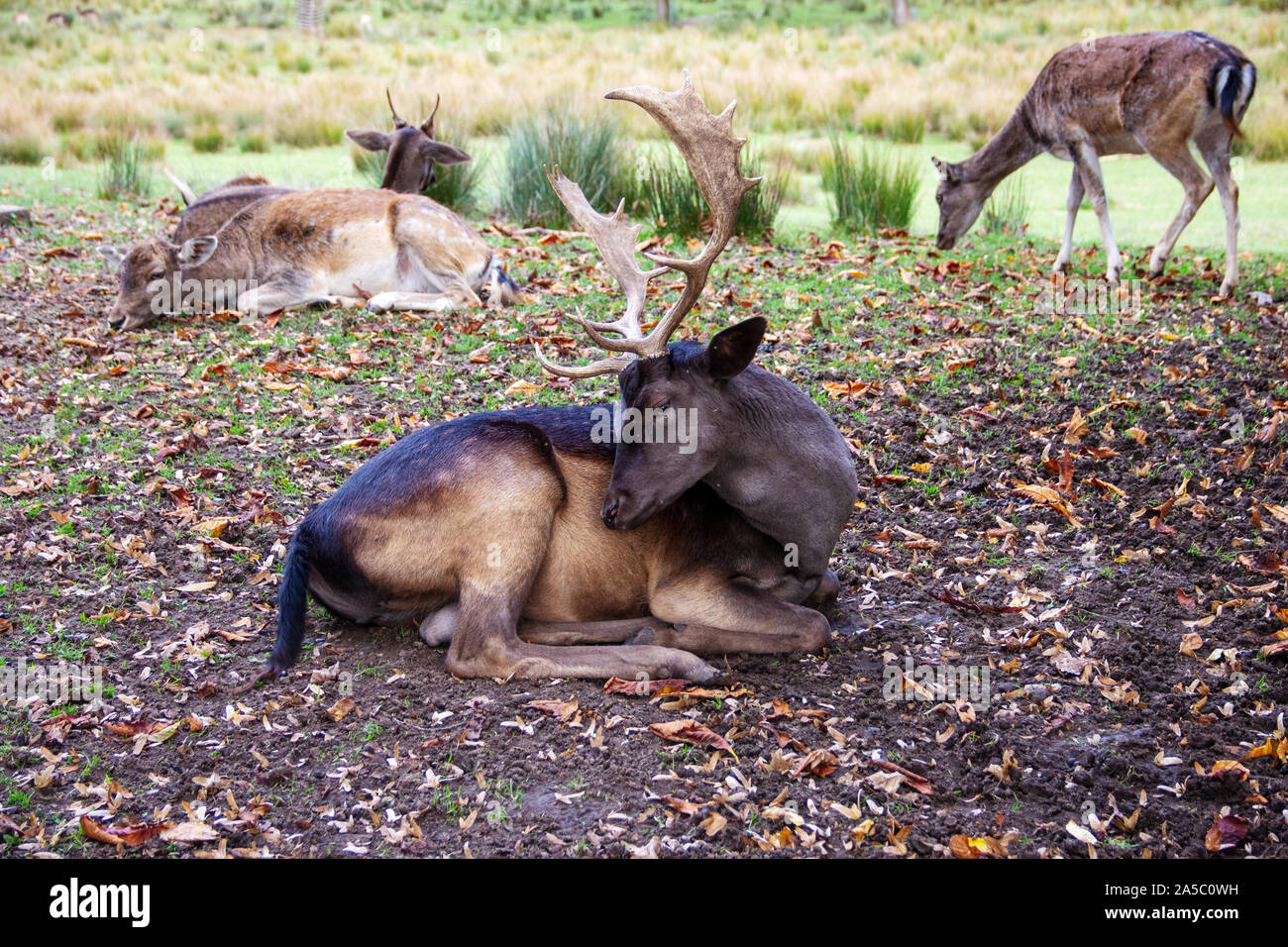 Vista di un daino nel mezzo del suo pack, latino Dama Dama Foto Stock