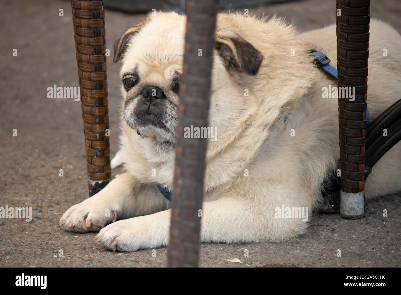 Pug cane cane di origine cinese. In appoggio sotto i piedi della sedia. Infelici. Foto Stock