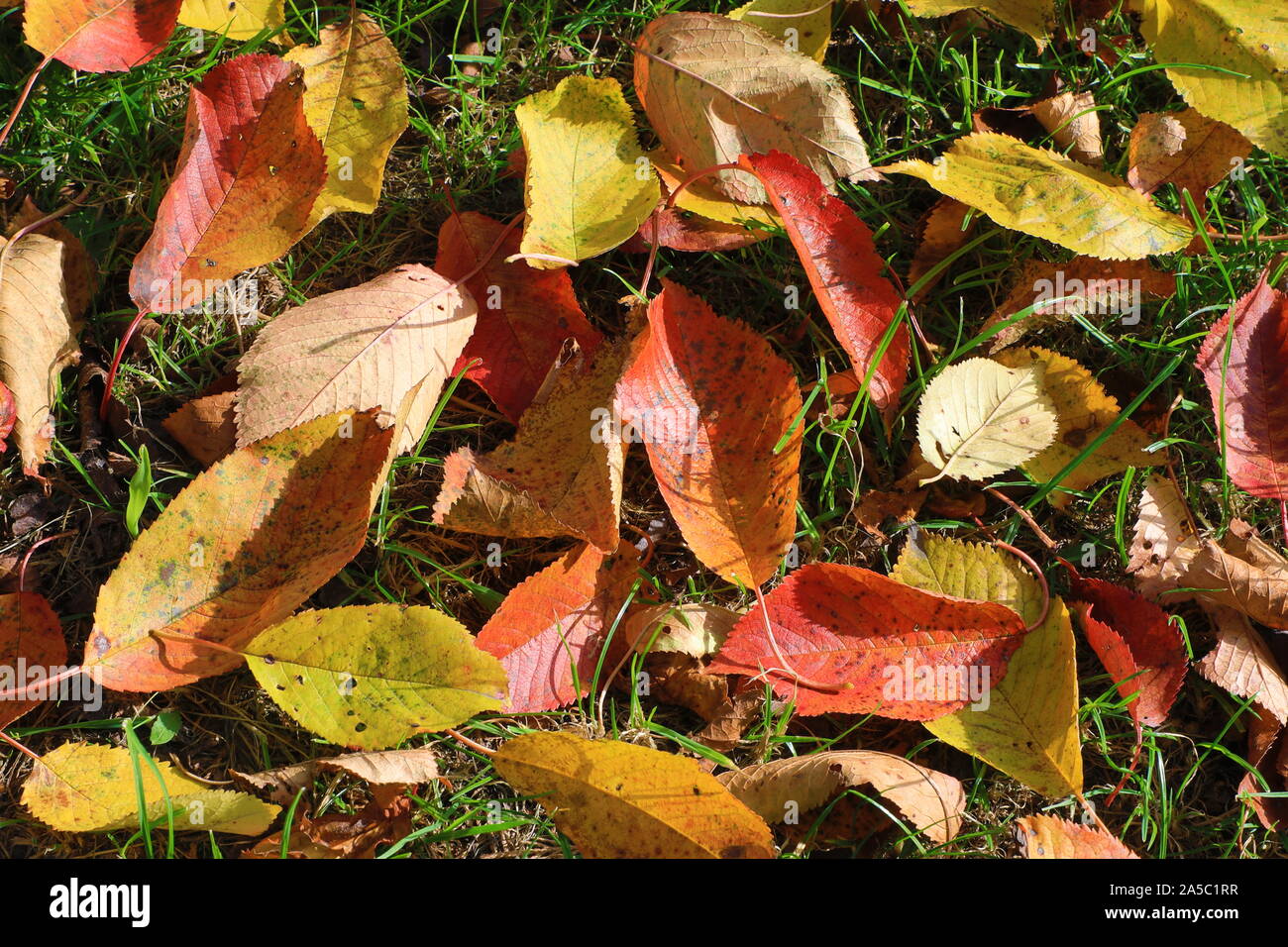 Paesaggio autunnale e favolosamente foglie colorate Foto Stock
