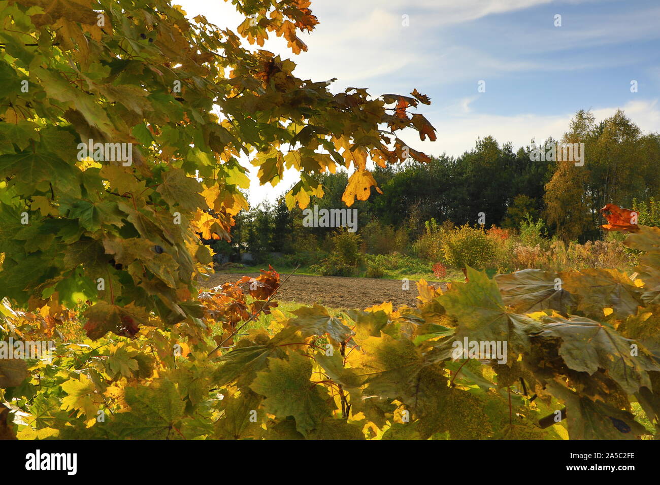 Paesaggio autunnale e favolosamente foglie colorate Foto Stock