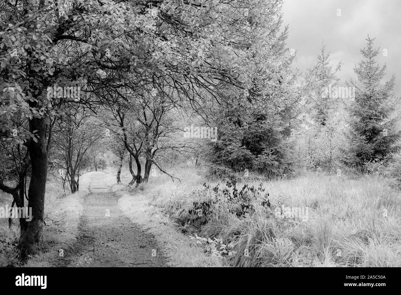 La registrazione a raggi infrarossi, percorso di legno nel parco naturale Eifel Hohes Venn. Foto Stock