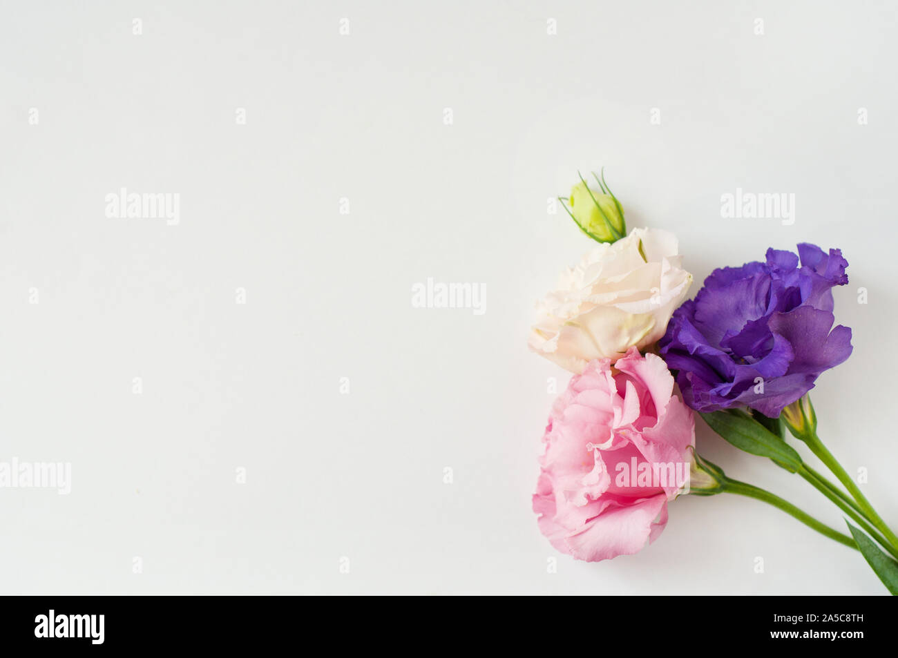 Bella rosa, viola e bianco fiore eustoma (lisianthus) in piena fioritura con foglie verdi. Bouquet di Fiori su fondo bianco. Lay piatto. Foto Stock