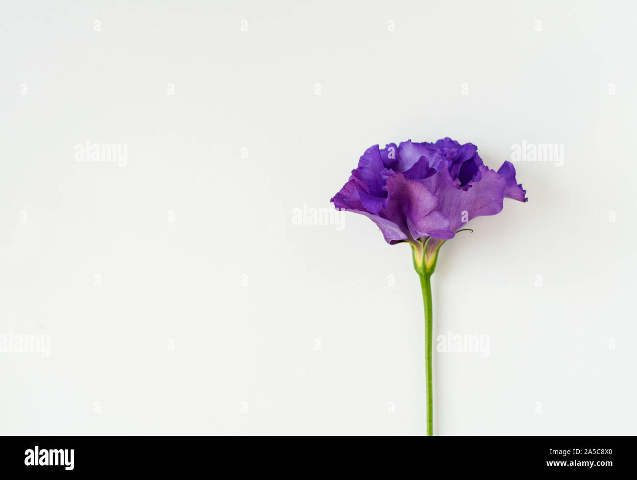 Bella rosa, viola e bianco fiore eustoma (lisianthus) in piena fioritura con foglie verdi. Bouquet di Fiori su fondo bianco. Lay piatto. Foto Stock