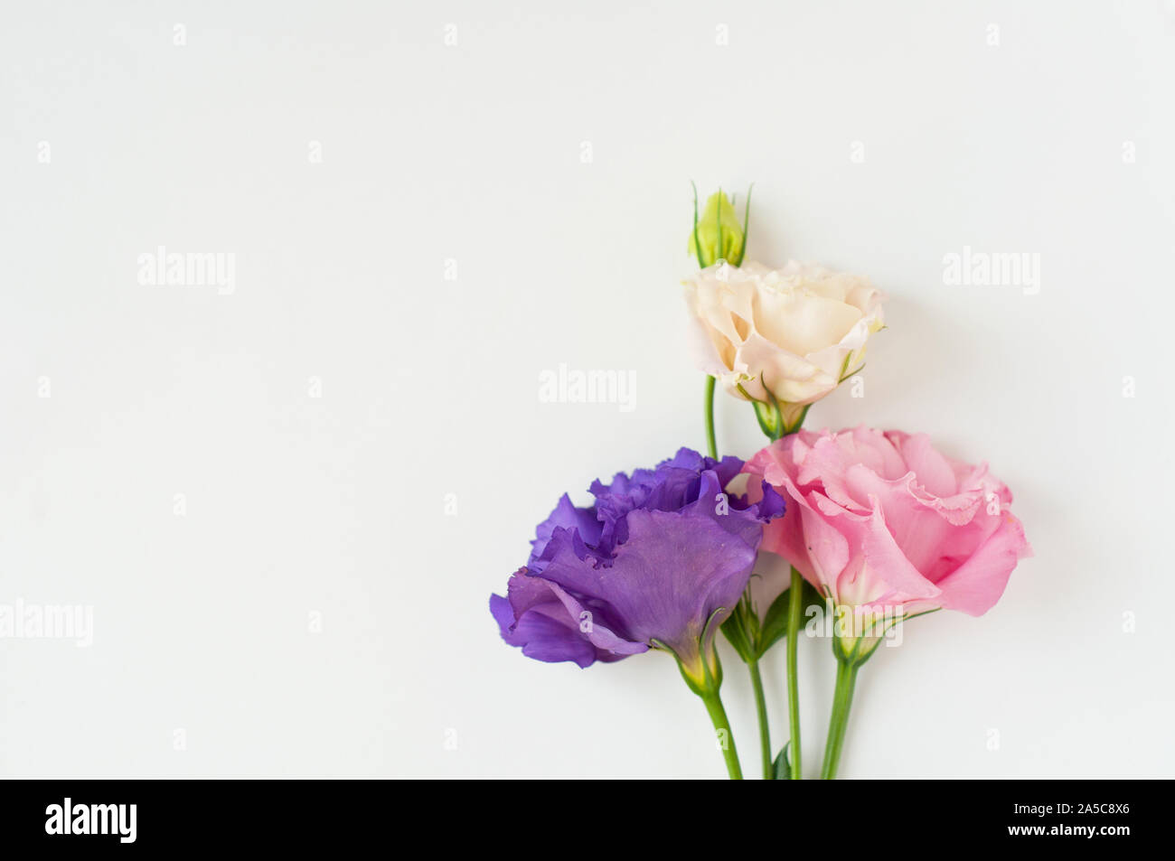 Bella rosa, viola e bianco fiore eustoma (lisianthus) in piena fioritura con foglie verdi. Bouquet di Fiori su fondo bianco. Lay piatto. Foto Stock