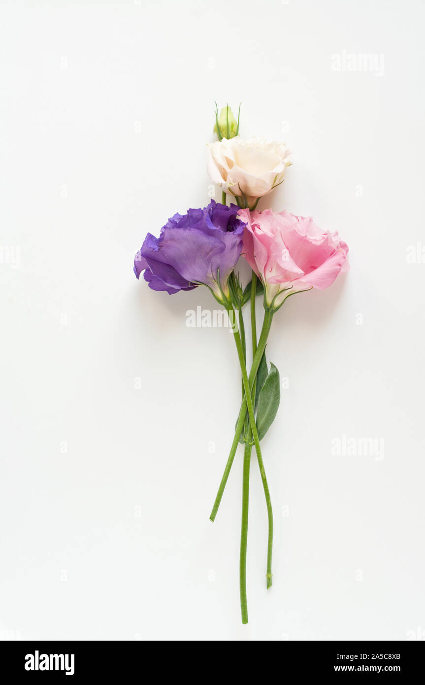 Bella rosa, viola e bianco fiore eustoma (lisianthus) in piena fioritura con foglie verdi. Bouquet di Fiori su fondo bianco. Lay piatto. Foto Stock