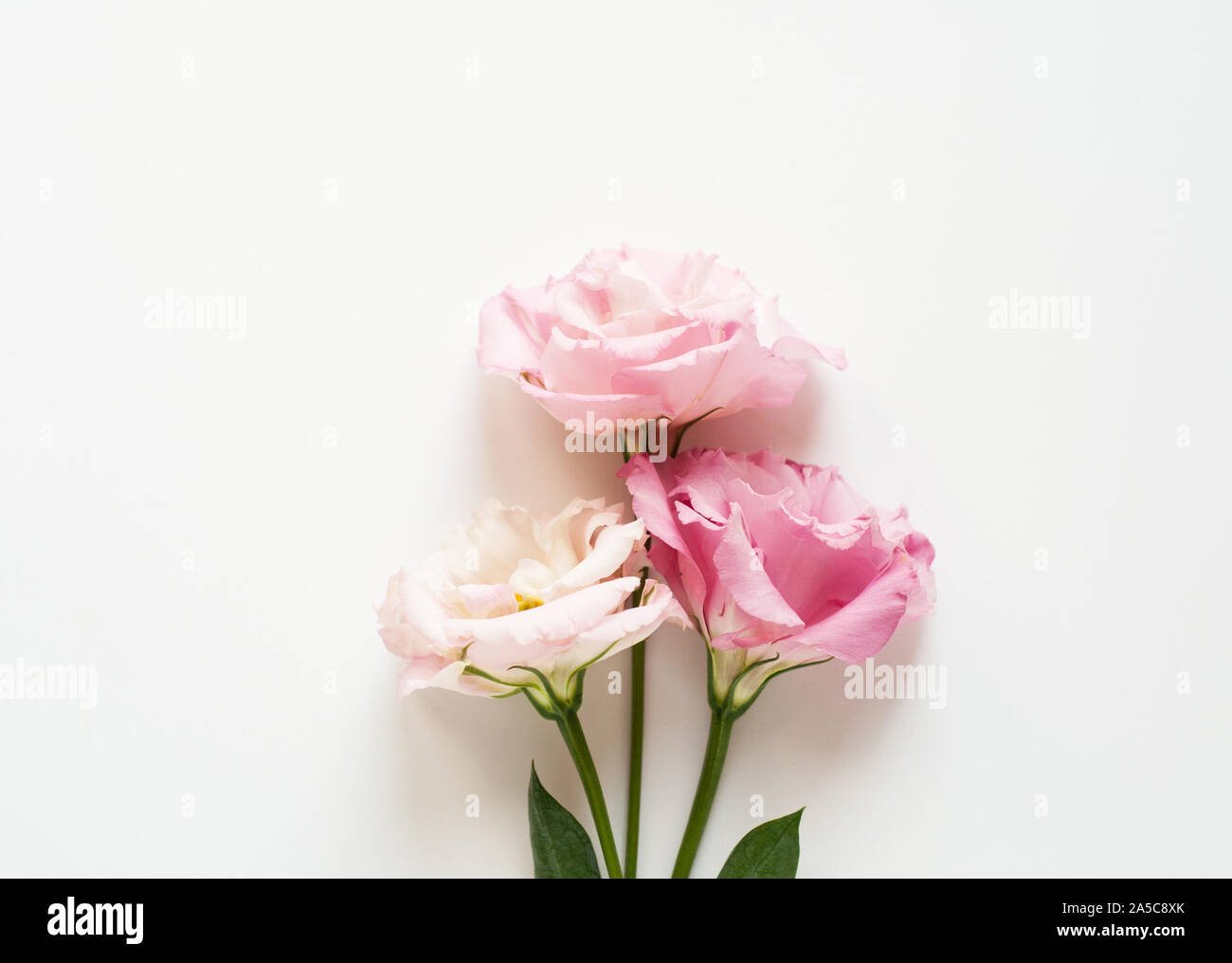Di un bel colore rosa e bianco fiore eustoma (lisianthus) in piena fioritura con foglie verdi. Bouquet di Fiori su fondo bianco. Lay piatto. Foto Stock
